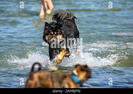 Close up di simili cane pastore australiano saltando in acqua divertendosi nel fiume con la sua pelliccia nera bagnata in acqua Foto Stock