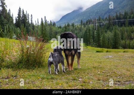 Due molto bella a cani di taglie diverse odorare ogni altro su un prato con le montagne del British Columbia in background Foto Stock