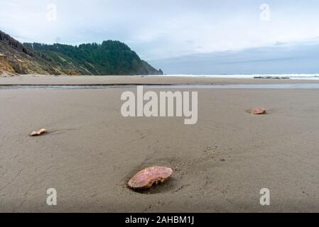 Oregon Coast Trail - Pacific Northwest durante il mese di ottobre Foto Stock