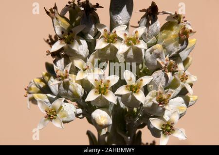 Sydney Australia, gambo di fiore di Kalanchoe luciae impianto pala Foto Stock