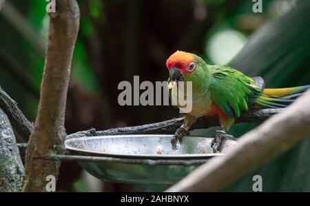 Un rosso-masked parrocchetto noto anche come Red-incoronato amazon e testa di ciliegia Conure Foto Stock