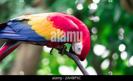 Un Scarlett Macaw bird parrot guardando curioso Foto Stock