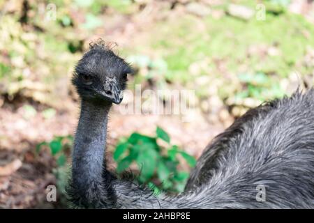 Una Uem bird Dromaius novaehollandiae. Immagine ravvicinata di UEM bird. L' UEM è la seconda più grande uccello vivo da altezza Foto Stock