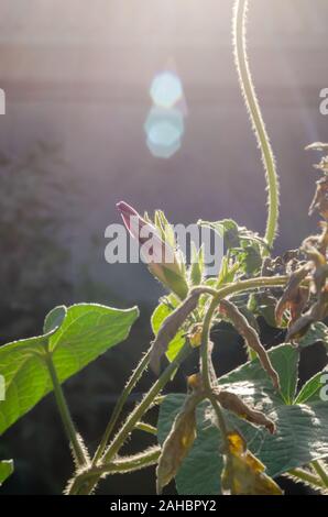 Il chiuso Bud è una di tre colori (centinodia Convolvulus tricolore) in contrapposizione alla luce solare. Close-up. Messa a fuoco selettiva. Orientamento verticale foto. Foto Stock