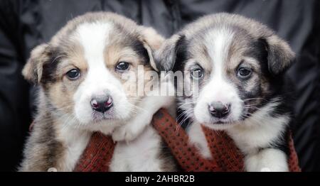 Due piccoli cuccioli in mani umane close up Foto Stock