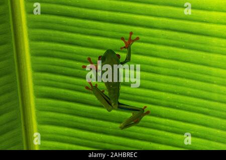 Un rosso eyed raganella su una foglia verde Foto Stock