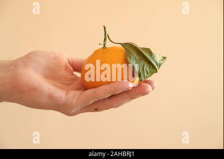 Maschio di mano trattiene il mandarino su sfondo chiaro. Foto Stock