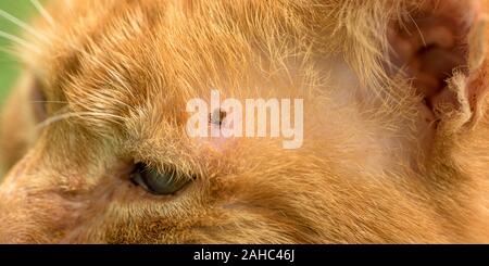 Tick alimentazione su un gatto rosso, close up Foto Stock