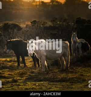 Wild Bodmin pony di pascolare su Goonzion Downs su Bodmin Moor in Cornovaglia. Foto Stock