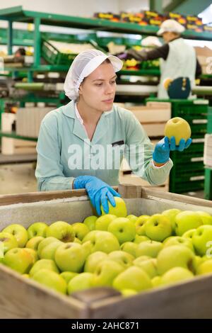 Esperto dei dipendenti di sesso femminile in uniforme di ispezionare la qualità di mele nella casella nella fabbrica di smistamento Foto Stock