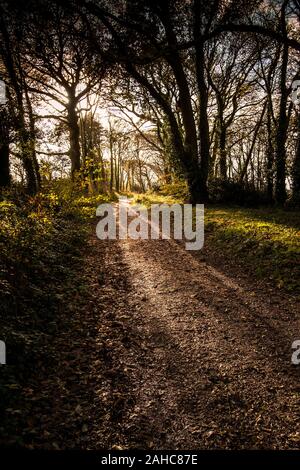 La mattina presto la luce solare scontornamento alberi in boschi Colan, i motivi ricoperta della storica Abete Hill Manor in Parrocchia Colan in Newquay in Cornovaglia. Foto Stock