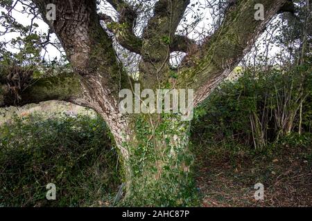 Ivy cresce il tronco di un vecchio nodose faggio Fagus sylvatica. Foto Stock