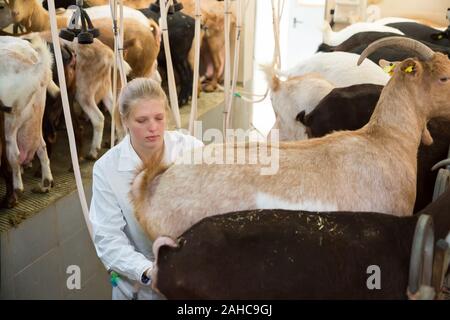 Ritratto di femmina professionale allevatore in fienile pronti per la mungitura di capra Foto Stock