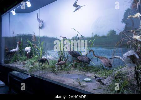 Bucarest, Romania - Dic 15, 2019: ripiene diorama della fauna selvatica all'interno Grigore Antipa Museo Nazionale di Storia Naturale di Bucarest Romania Foto Stock