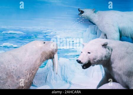 Bucarest, Romania - Dic 15, 2019: ripiene diorama della fauna selvatica all'interno Grigore Antipa Museo Nazionale di Storia Naturale di Bucarest Romania Foto Stock