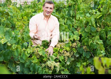 Ritratto di uomo nei pressi di uve in vigna in estate Foto Stock