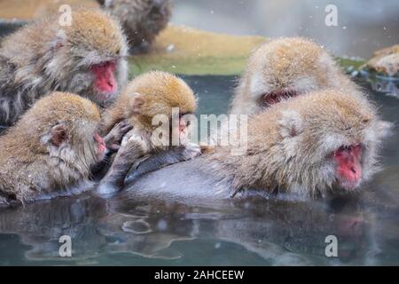 I giapponesi macaque, noto anche come la scimmia di neve Foto Stock