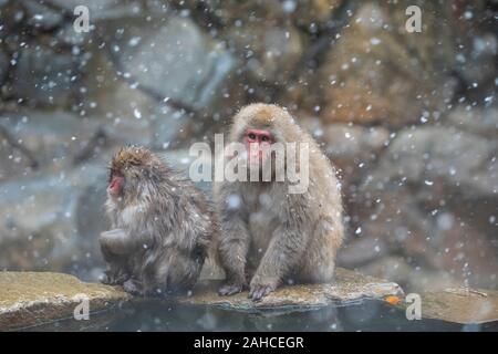 I giapponesi macaque, noto anche come la scimmia di neve Foto Stock