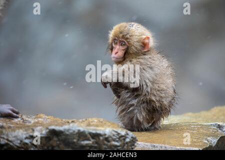 I giapponesi macaque, noto anche come la scimmia di neve Foto Stock