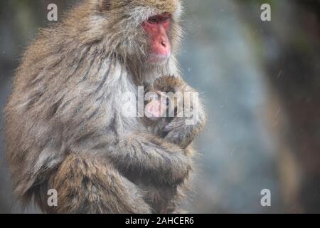 I giapponesi macaque, noto anche come la scimmia di neve Foto Stock