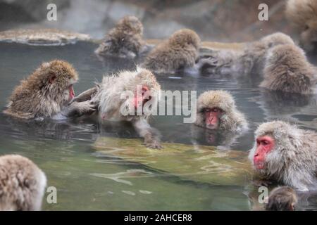 I giapponesi macaque, noto anche come la scimmia di neve Foto Stock