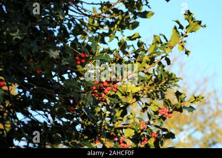 Bacche rosse su alberi di agrifoglio in giardino a South Otterington, Northallerton, North Yorkshire, Inghilterra, Regno Unito Foto Stock