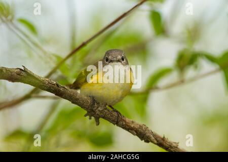 American Redstart (Setophaga ruticilla), femmina, piumaggio di allevamento Foto Stock