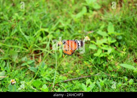 Butterfly succhiare il nettare da un fiore Foto Stock