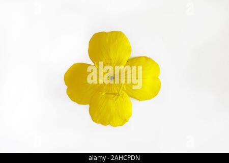 Giallo arancione fiore con quattro petali isolati su sfondo bianco Foto Stock