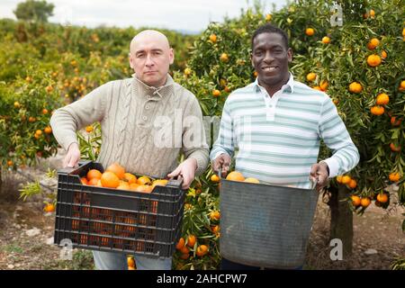 Ritratto di due allegri e Caucasico Afro uomini con cesti la raccolta di mandarini in agriturismo Foto Stock