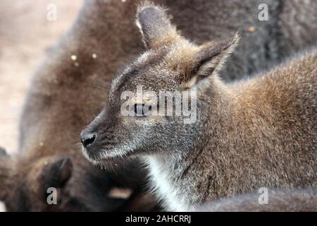 Rock-wallaby Petrogale Foto Stock