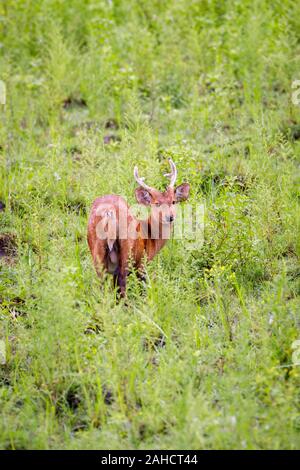 Il Parco Nazionale di Kaziranga, Assam, nel Nordest dell India Foto Stock