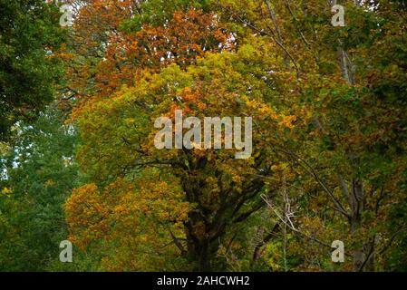 Albero con foglie di autunno in Sutherland Scotland Regno Unito Foto Stock