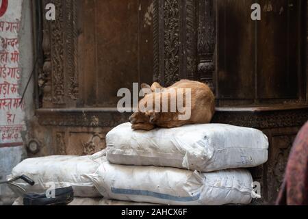 Cane randagio nella Vecchia Delhi prende un pisolino su una catasta di pile di farina in un vicolo Foto Stock