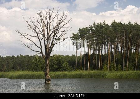 Un solitario, rovere appassiti crescendo in un lago tra foreste Foto Stock
