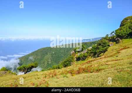 Punto di vista nella Fanal, Isola di Madeira, Portogallo. Si trova nell'altopiano di Paul da Serra circondata dalla Foresta Laurissilva. Vecchi alberi di alloro su una collina. Foresta Laurel sopra l'Oceano Atlantico. Foto Stock