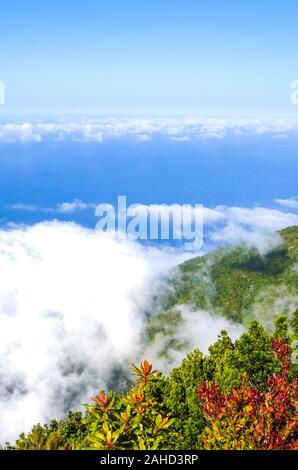 Punto di vista nella Fanal, Isola di Madeira, Portogallo. Fotografato dal livello sopra le nuvole. Vecchia foresta laurel su una collina in background. Acque blu dell'Oceano Atlantico, nuvole bianche dal di sopra. Foto Stock