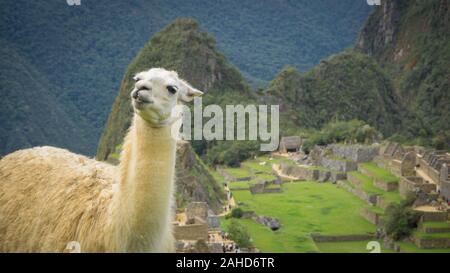 Wild Llama nella città di Machu Picchu Foto Stock