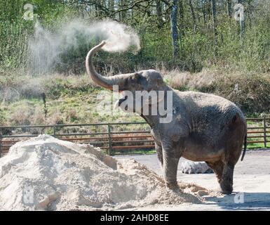 Anne ex circus elephant felice finalmente il raffreddamento con un mucchio di sabbia che con la sua nuova casa in Longleat Park, Wiltshire. Ella fu salvato dai diritti degli animali gli attivisti seguenti inquietanti riprese video della brutalità inflitte al suo durante la sua vita con il circo. Foto Stock