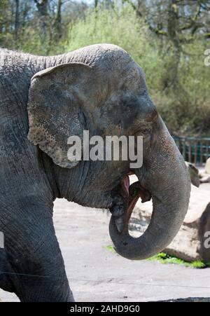 Anne ex circus elephant felice finalmente il raffreddamento con un mucchio di sabbia che con la sua nuova casa in Longleat Park, Wiltshire. Ella fu salvato dai diritti degli animali gli attivisti seguenti inquietanti riprese video della brutalità inflitte al suo durante la sua vita con il circo. Foto Stock