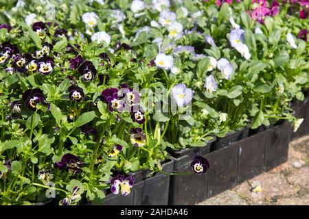 La vendita di materiali di moltiplicazione di Pansy Viola fiori di vari colori in scatole sul mercato Foto Stock