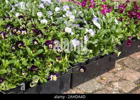 La vendita di materiali di moltiplicazione di Pansy Viola fiori di vari colori in scatole sul mercato Foto Stock