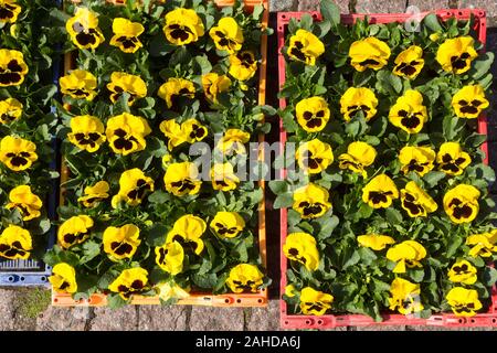 La vendita di materiali di moltiplicazione di Pansy Viola fiori di vari colori in scatole sul mercato Foto Stock