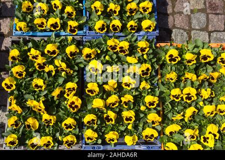 La vendita di materiali di moltiplicazione di Pansy Viola fiori di vari colori in scatole sul mercato Foto Stock