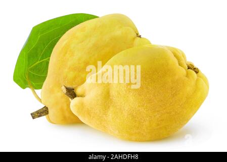 Cotogne isolato. Due intere le mele cotogne frutti isolati su sfondo bianco con tracciato di ritaglio Foto Stock