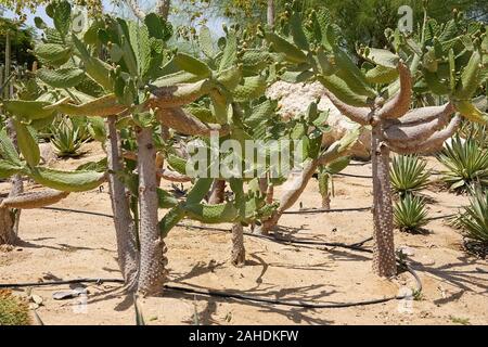 Coltivazione di cactus in casa e di irrigazione a goccia. Paesaggio di cactus. Campo di cactus Foto Stock