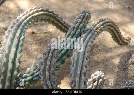 Coltivazione di cactus in casa. Paesaggio di cactus. Campo di cactus. Close-up Foto Stock