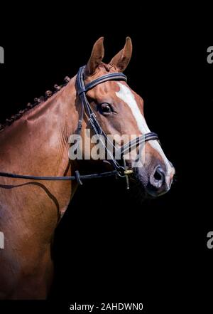 Ritratto di castagno con cavallo bianco blaze cromato criniera e indossa una briglia Foto Stock