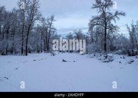 Caduta di neve fresca. Foto Stock