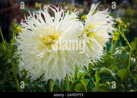 Dahlia 'Tsuki-yori-no-shisha' visualizzando la sua grande frilly white fiorisce in un inglese un vivaio nel mese di settembre Foto Stock